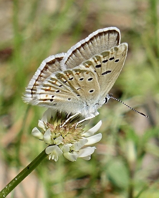 Mother-of-pearl blue